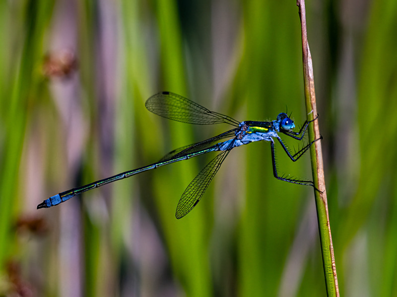 Emerald Damselfly - Latest photos