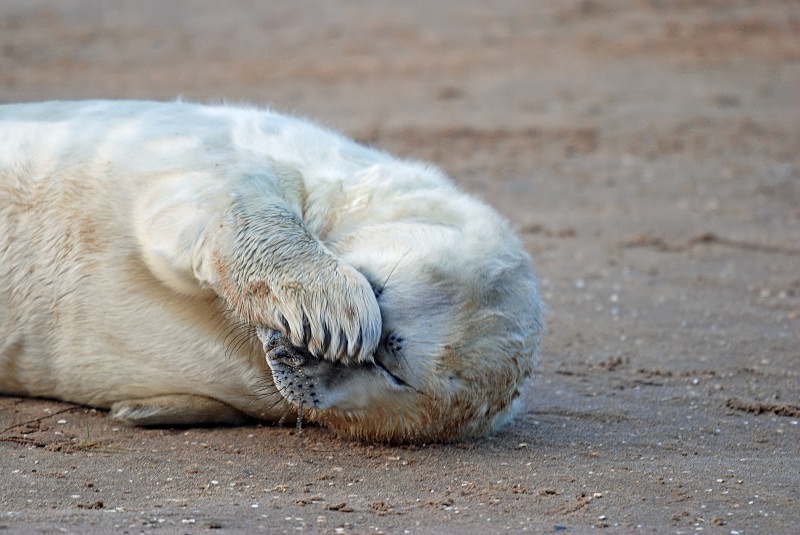 Atlantic Grey Seal - Atlantic Grey Seals