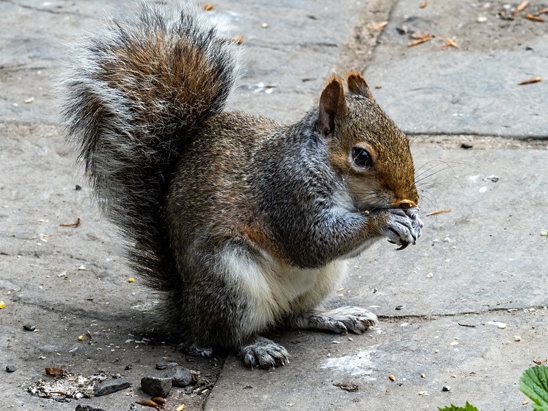 Grey Squirrel - Grey Squirrels