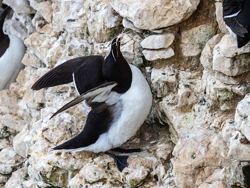 Razorbill - Auks