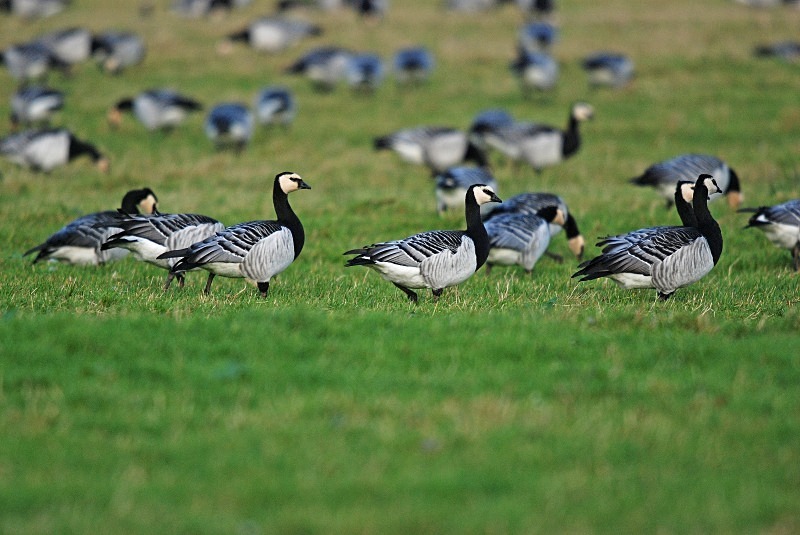 Barnacle Geese - Black geese
