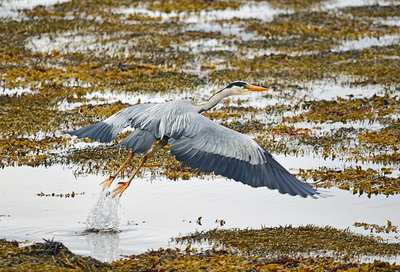 Grey Heron - Herons and egrets