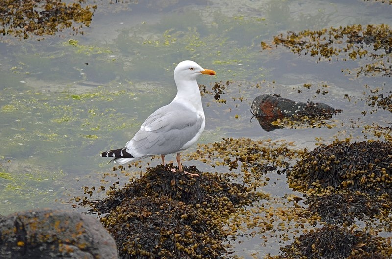 Herring Gull - Gulls