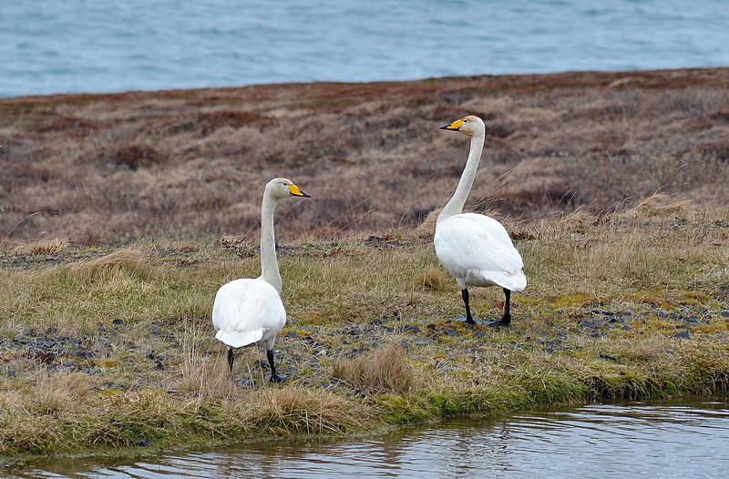 Whooper Swans - North east Iceland