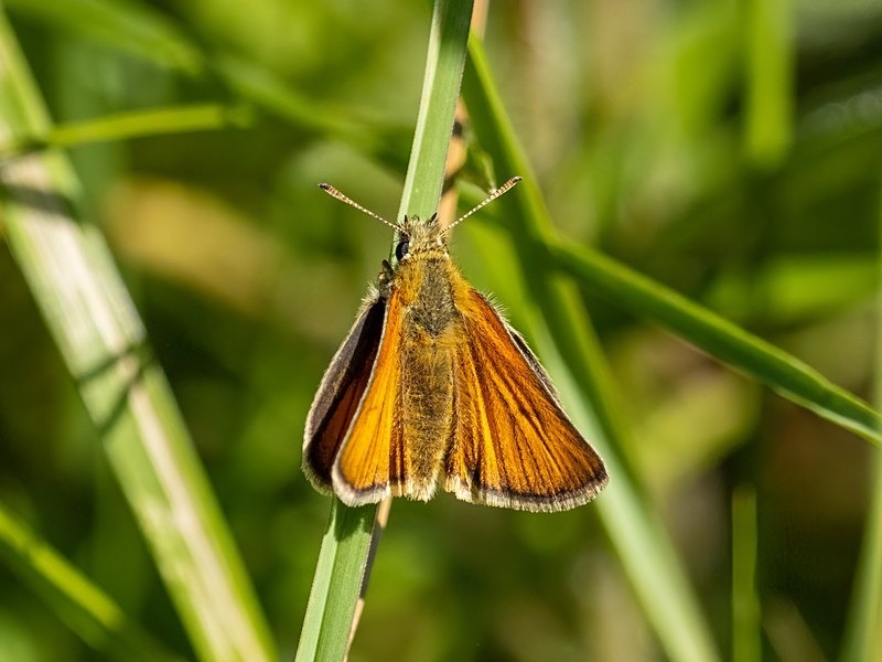 Small Skipper - Butterflies