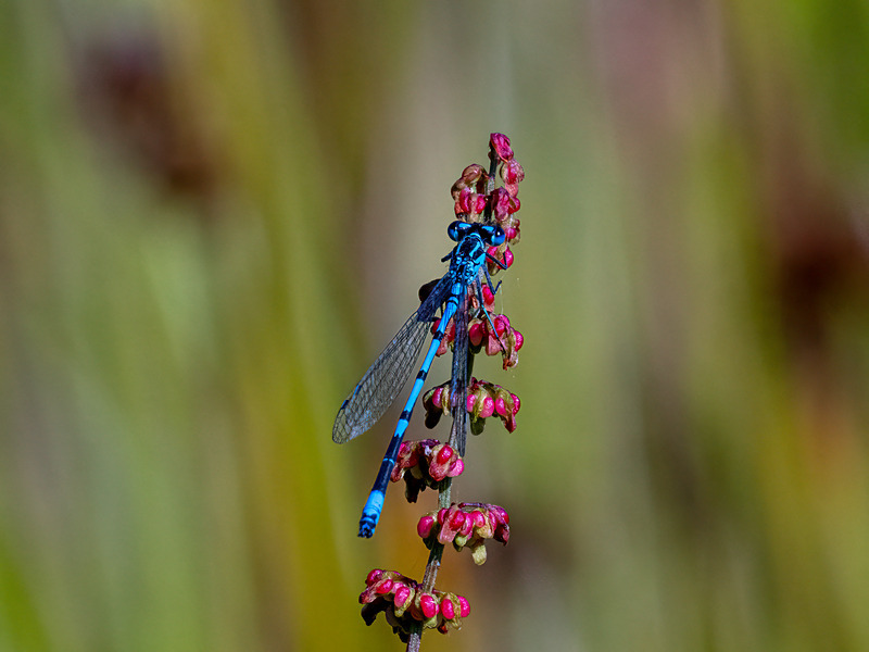 Azure Damselfly - Latest photos