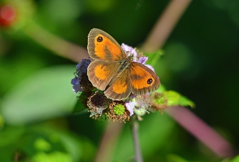 Gatekeeper - Butterflies