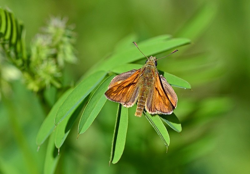 Large Skipper - Butterflies