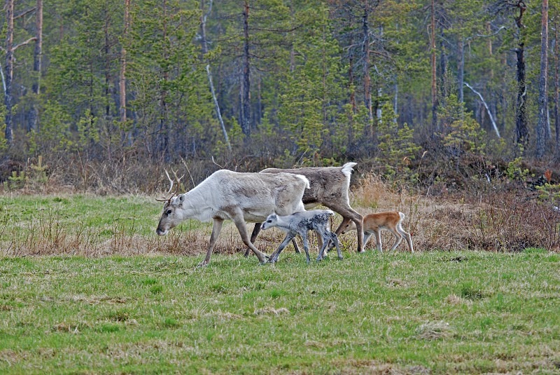 Reindeer - North Finland and north Norway - May and June 2009