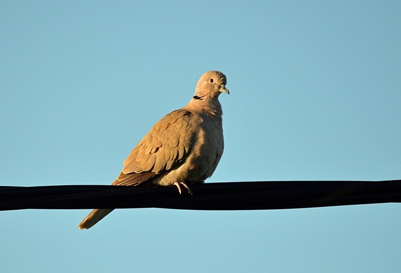 Collared Dove - Pigeons and doves