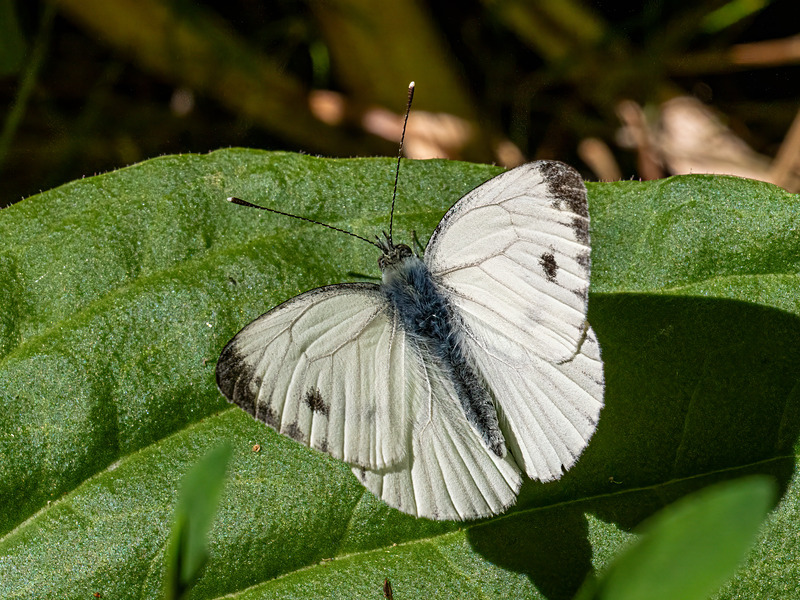 Small White - Latest photos