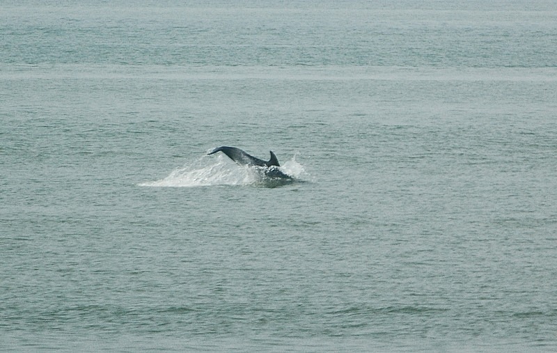 Bottlenose Dolphin - Whales and dolphins