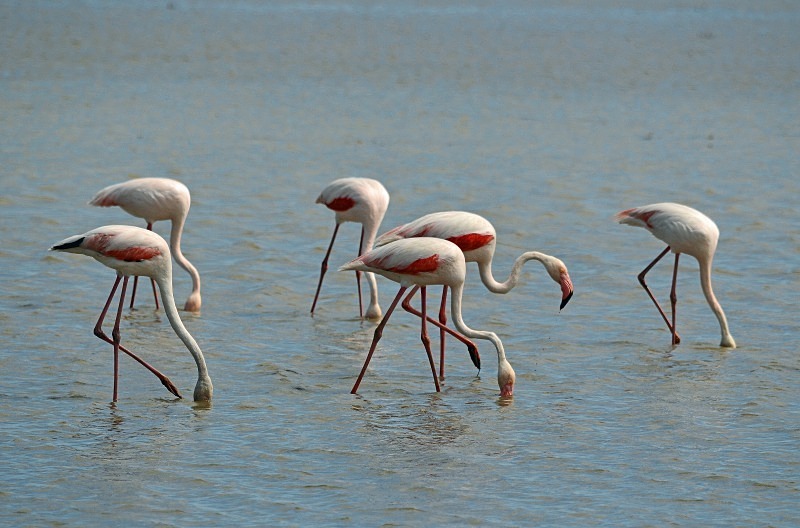 Greater Flamingos - South and west Spain - April and May 2012