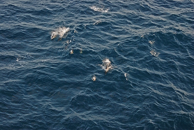 Common Dolphin - Whales and dolphins
