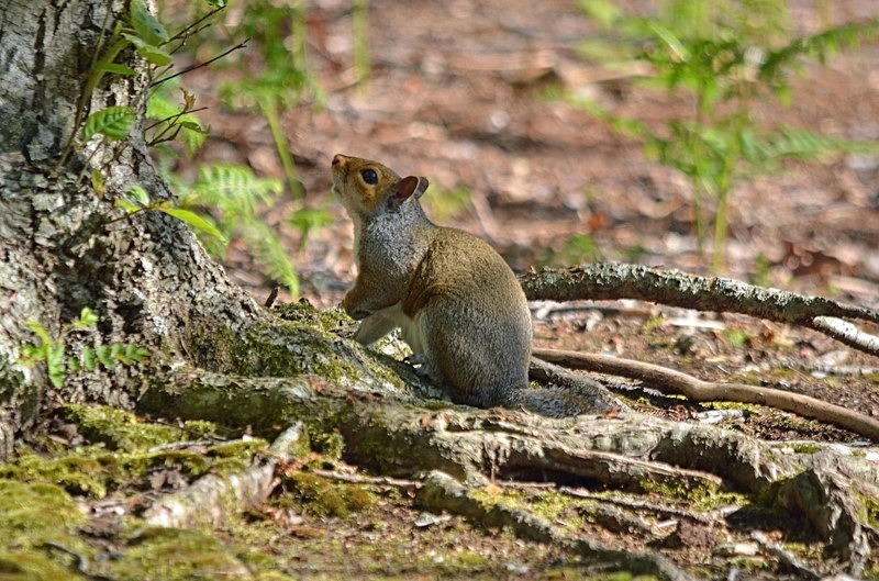 Grey Squirrel - Grey Squirrels