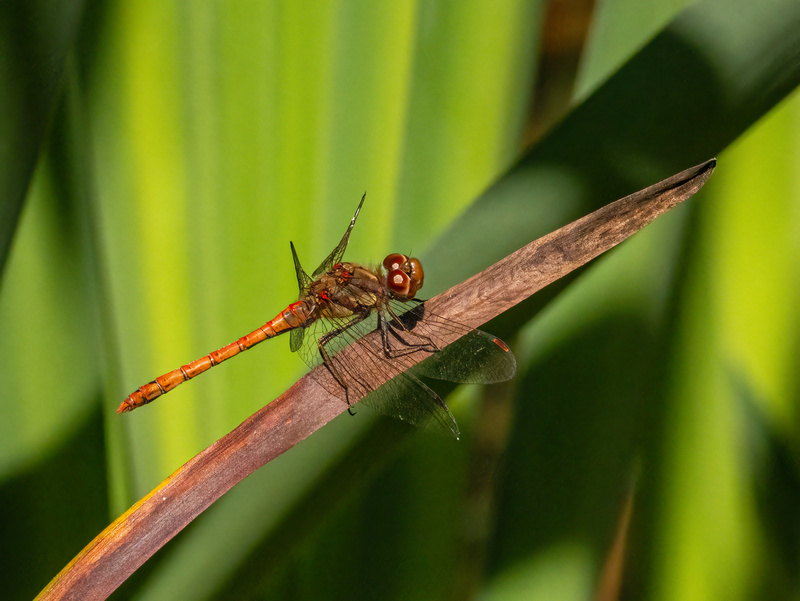 Common Darter - Dragonflies and damselflies