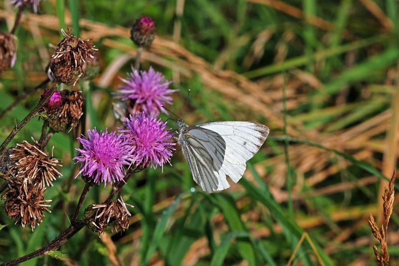 Small White - Butterflies