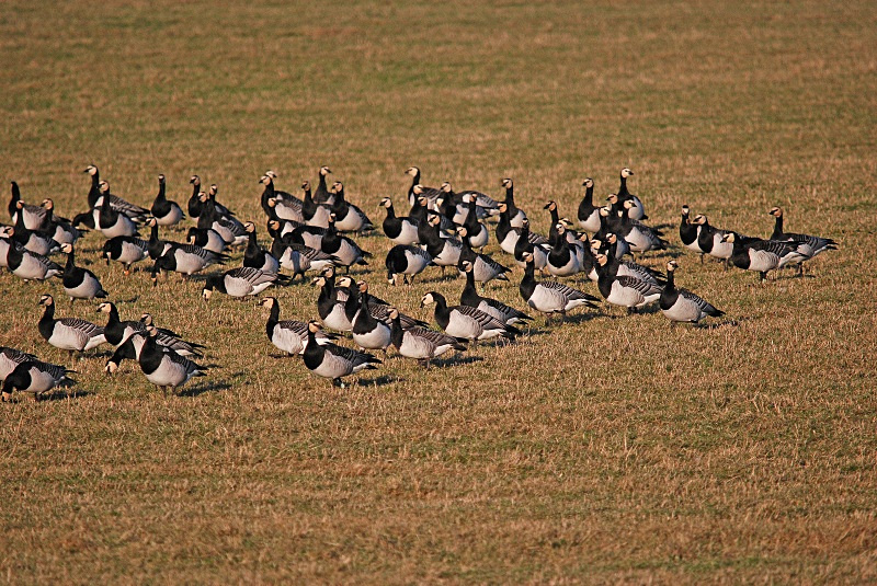 Barnacle Geese - Black geese