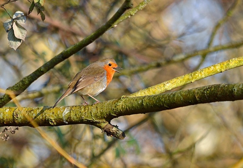 Robin - Robins