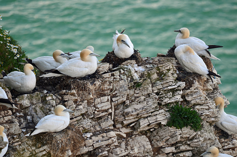 Gannets - Gannets