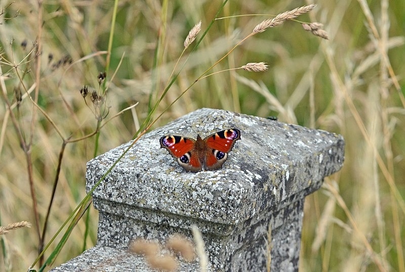 Peacock - Butterflies