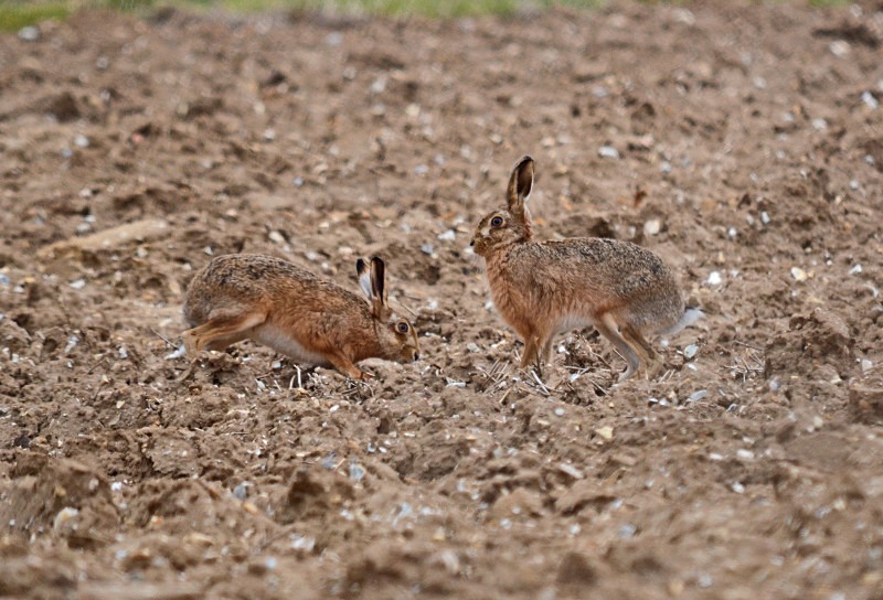Brown Hare - Other mammals