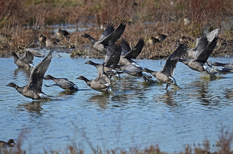 Dark-bellied Brent Geese - Black geese