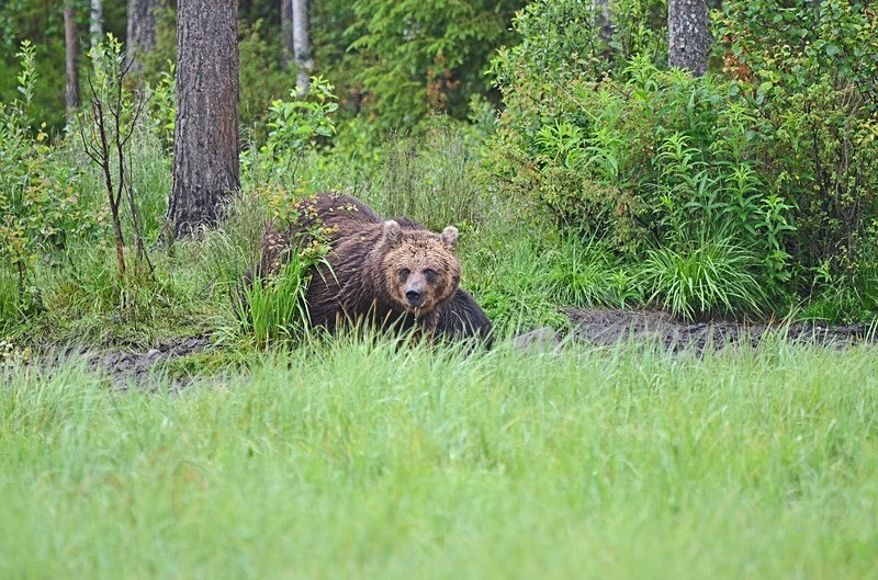 Brown Bear - North Finland - part 2