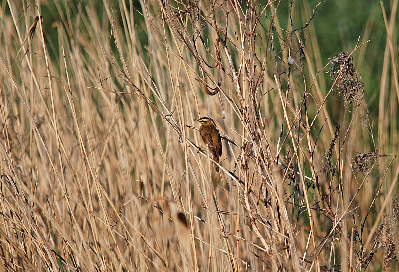 Sedge Warbler - Warblers