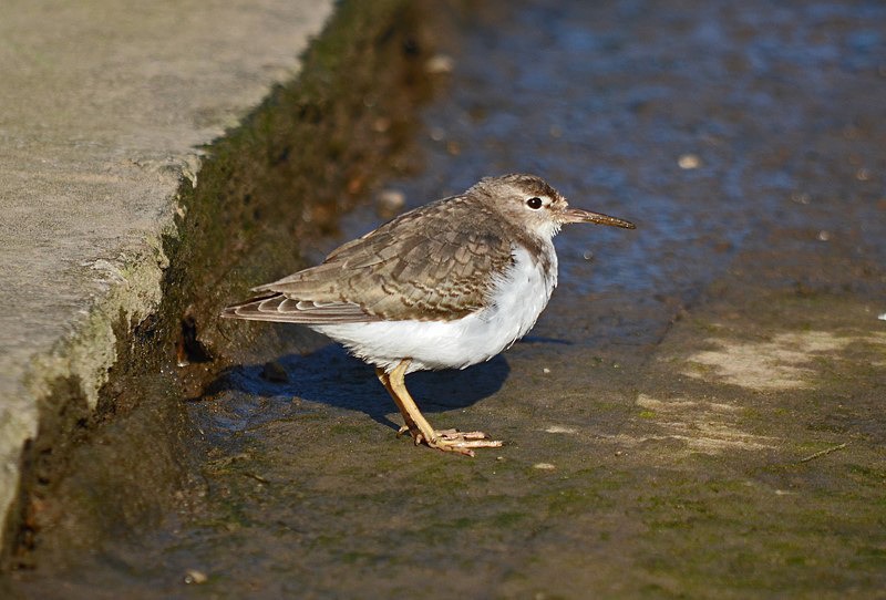 Spotted Sandpiper - Sandpipers