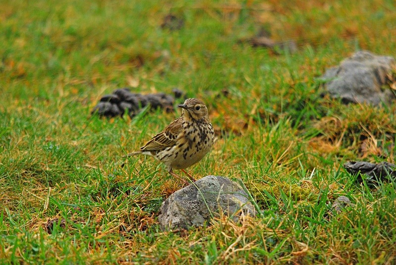 Meadow Pipit - Pipits
