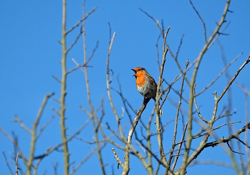 Robin - Robins