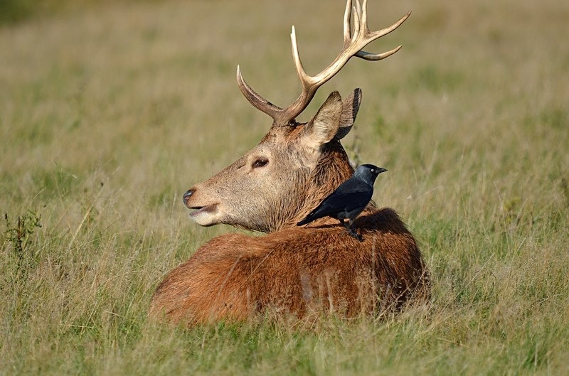 Red Deer - Red Deer