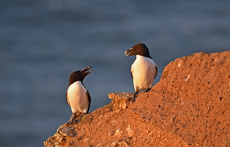 Razorbill - Auks