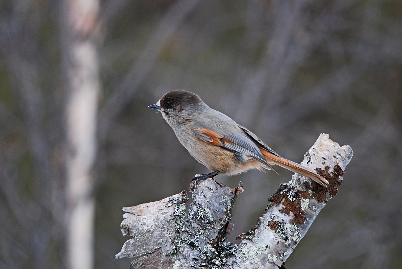 Siberian Jay - Finland