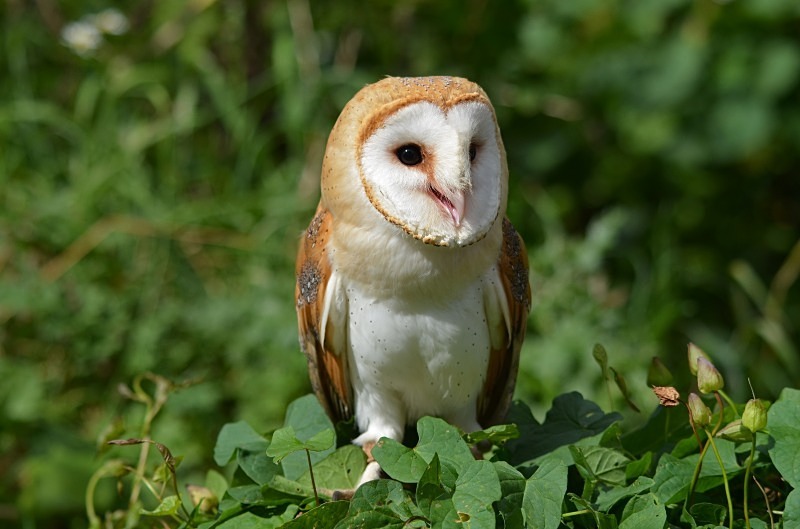 Barn Owl - Barn Owl