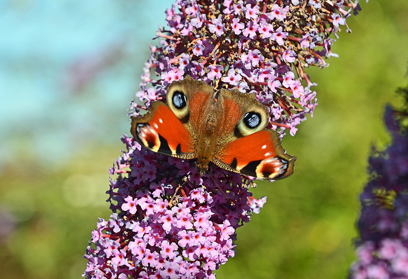 Peacock - Butterflies