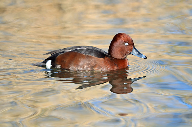 Ferruginous Duck - Diving ducks