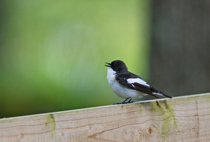Pied Flycatcher - Flycatchers