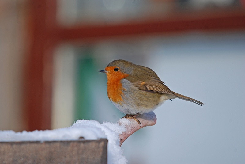 Robin - Robins