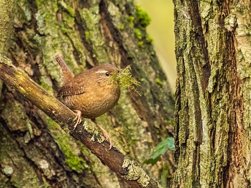 Wren - Wrens