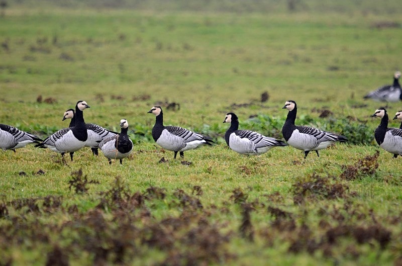 Barnacle Geese - Netherlands - December 2019