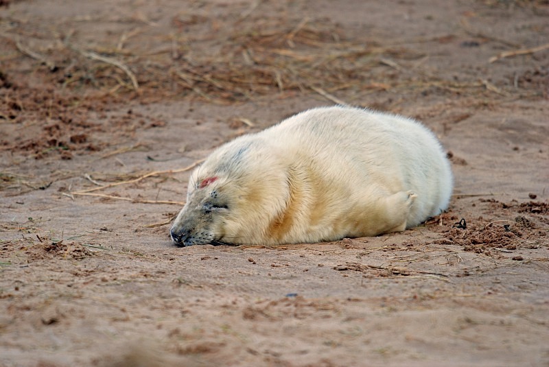 Atlantic Grey Seal - Atlantic Grey Seals