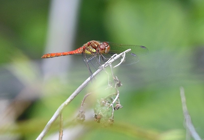 Common Darter - Dragonflies and damselflies
