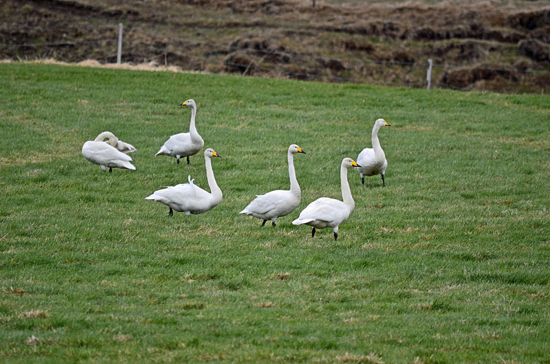 Whooper Swans - North east Iceland