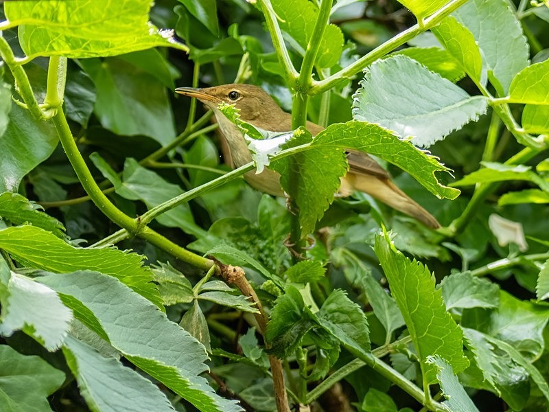 Reed Warbler - Warblers