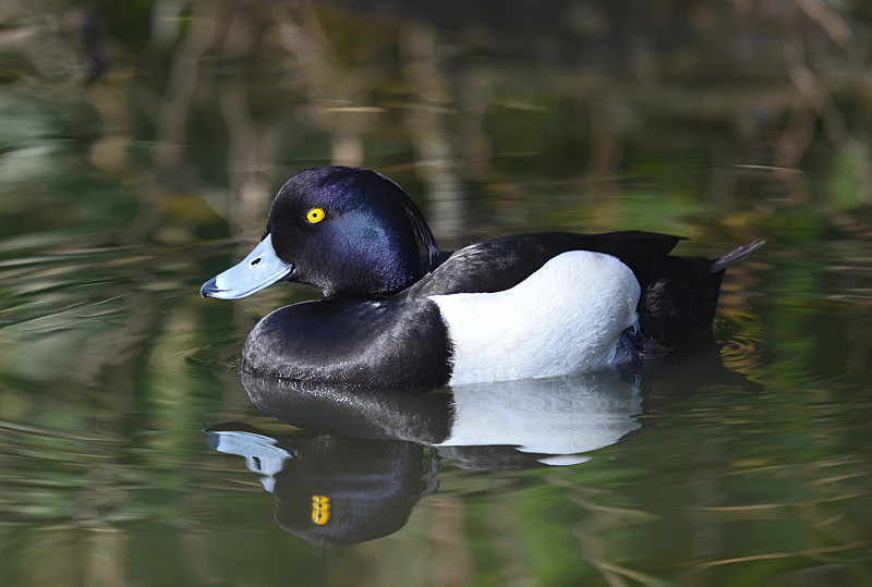 Tufted Duck - Diving ducks