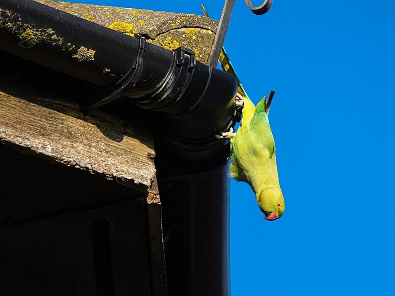 Ring-necked Parakeet - Parakeets