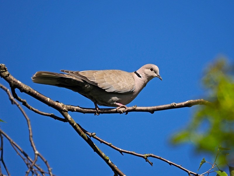 Collared Dove - Pigeons and doves
