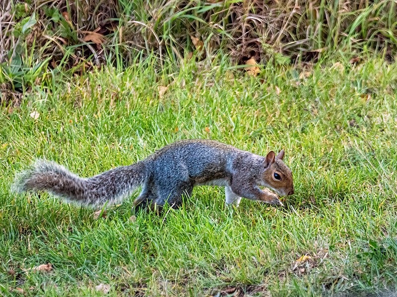 Grey Squirrel - Grey Squirrels